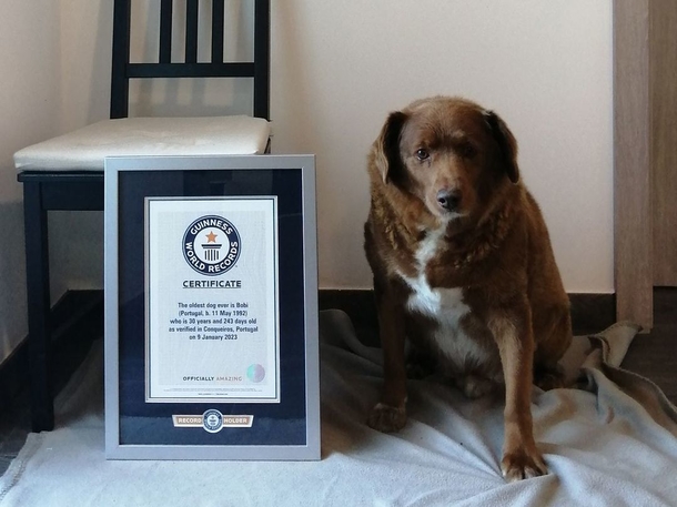 Bobi, a 30-year-old dog sets world record as the oldest dog ever - picture 4
