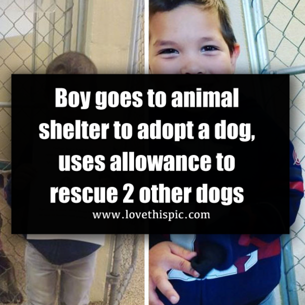 Boy goes to animal shelter to adopt a dog, uses allowance to rescue 2 other dogs
