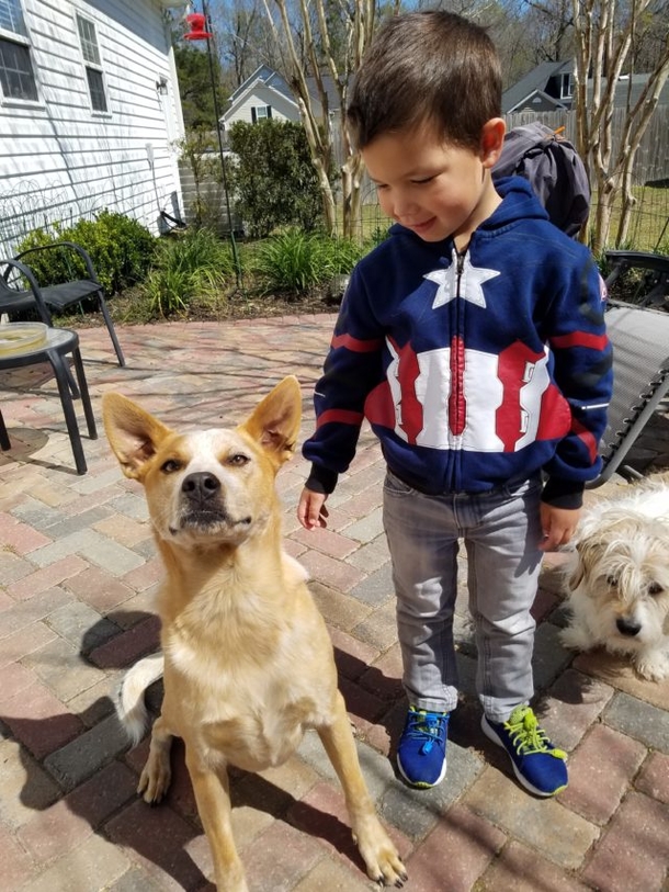 Boy goes to animal shelter to adopt a dog, uses allowance to rescue 2 other dogs - picture 7