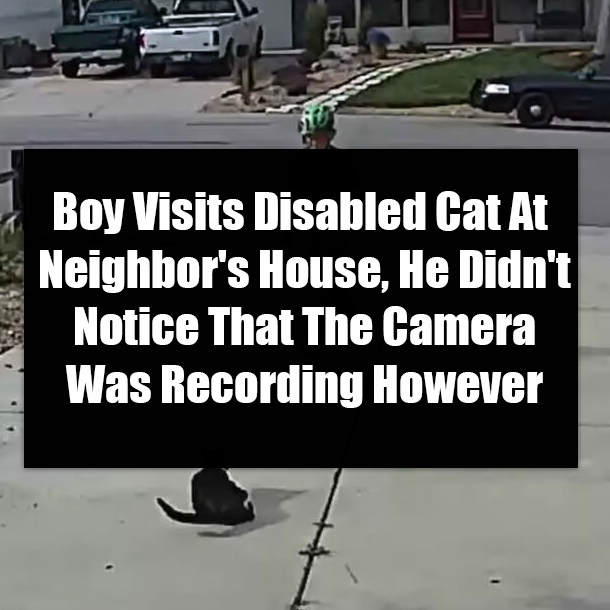 Boy Visits Disabled Cat At Neighbor's House, He Didn't Notice That The Camera Was Recording However