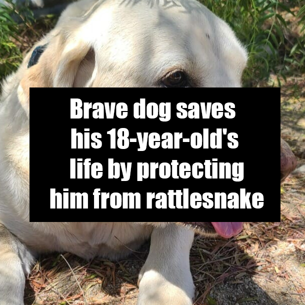 Brave dog saves his 18-year-old's life by protecting him from rattlesnake