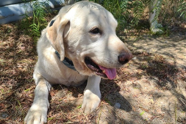 Brave dog saves his 18-year-old's life by protecting him from rattlesnake - picture 2