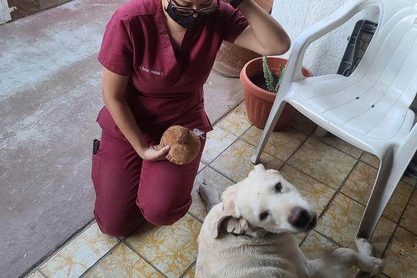 Brave dog saves his 18-year-old's life by protecting him from rattlesnake - picture 3