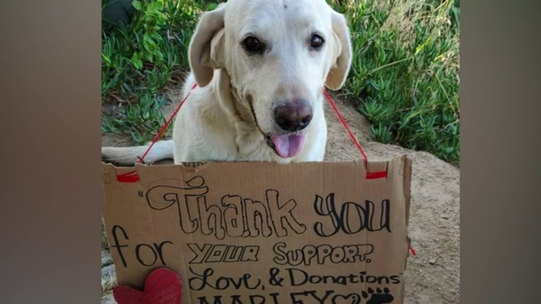 Brave dog saves his 18-year-old's life by protecting him from rattlesnake - picture 4