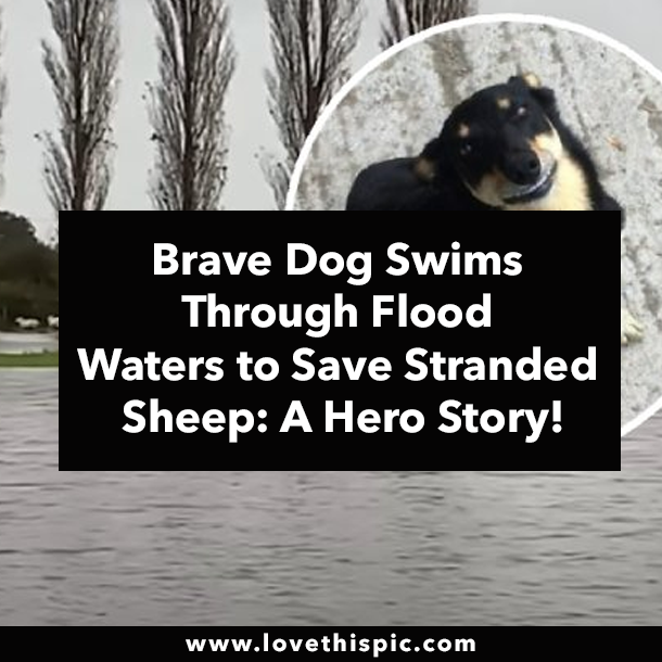 Brave Dog Swims Through Flood Waters to Save Stranded Sheep: A Hero Story!