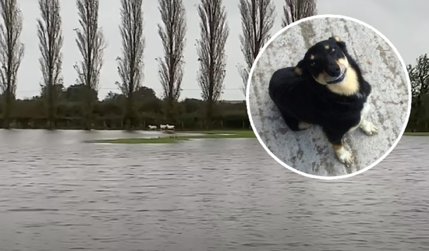 Brave Dog Swims Through Flood Waters to Save Stranded Sheep: A Hero Story! - picture 2