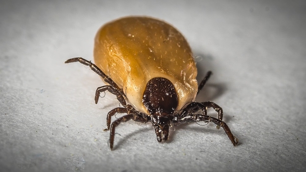 BREAKING! Doctors Warn Of Dangerous Virus Thats Spreading Across The US. Already In 10 States And Non-Curable! - picture 2