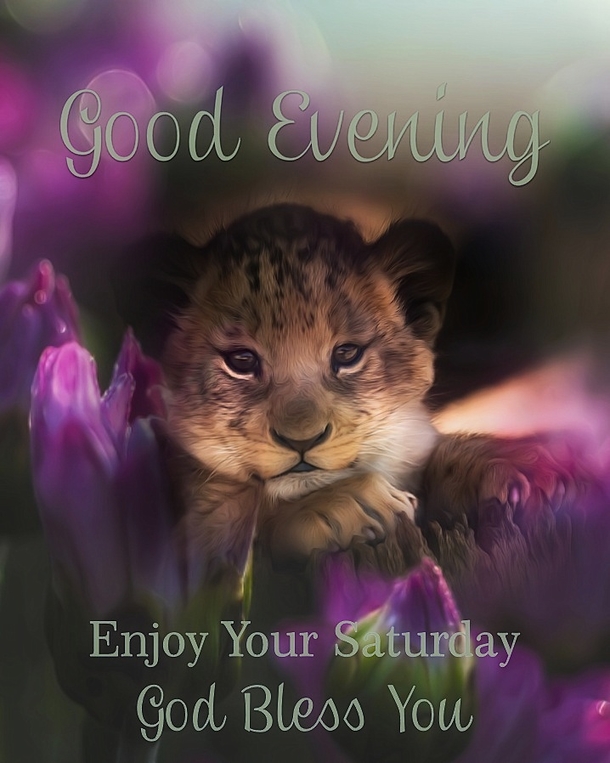 Breathtaking Good Evening Quotes & Images You Will Love - picture 5