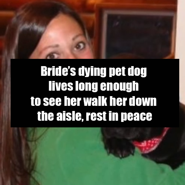 Bride’s dying pet dog lives long enough to see her walk her down the aisle, rest in peace