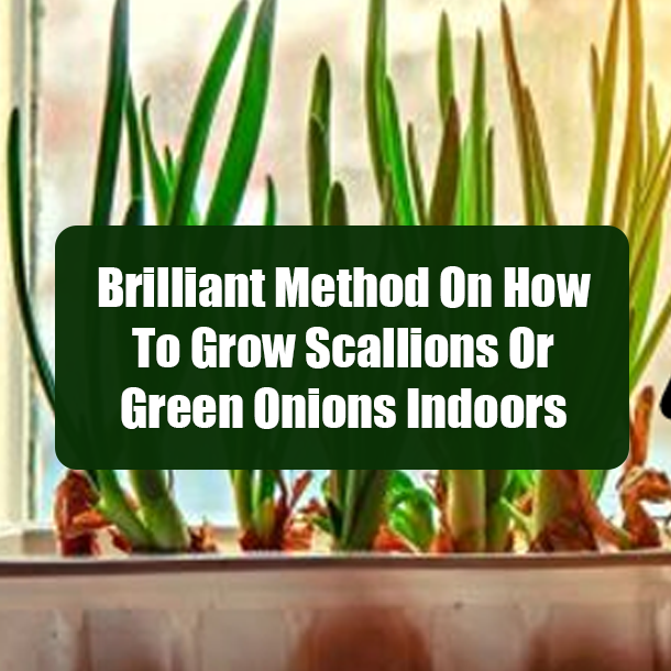 Brilliant Method On How To Grow Scallions Or Green Onions Indoors