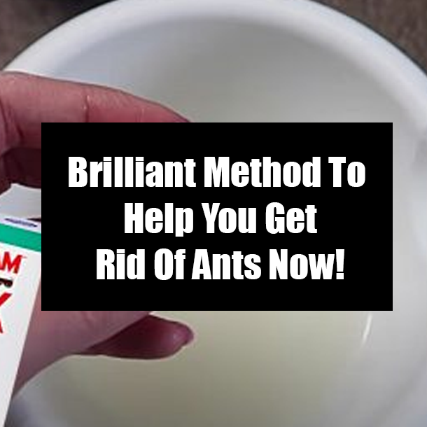 Brilliant Method To Help You Get Rid Of Ants Now!