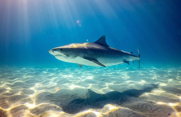 Brother jumps into water to fight a 9 foot long shark to free sister from its jaws - picture 2
