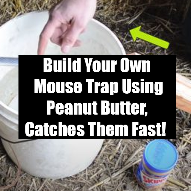Build Your Own Mouse Trap Using Peanut Butter, Catches Them Fast!