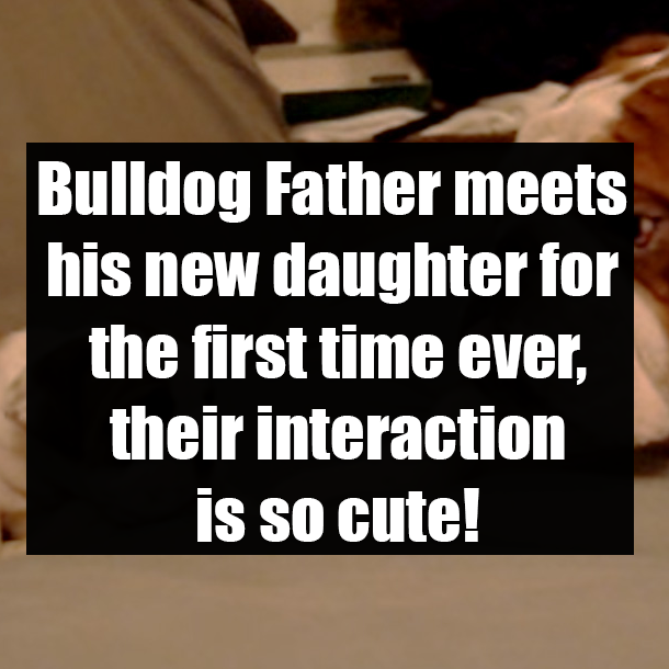 Bulldog Father meets his new daughter for the first time ever, their interaction is so cute!