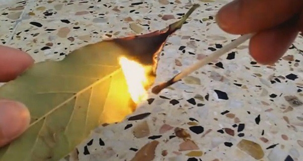 Burn A Bay Leaf In Your House. The Reason? You’ll Want To Try THIS Trick Right After Reading This! - picture 2
