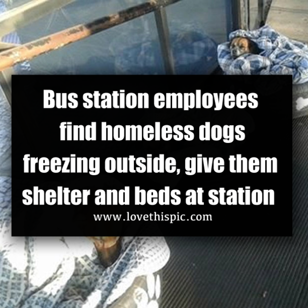 Bus station employees find homeless dogs freezing outside, give them shelter and beds at station