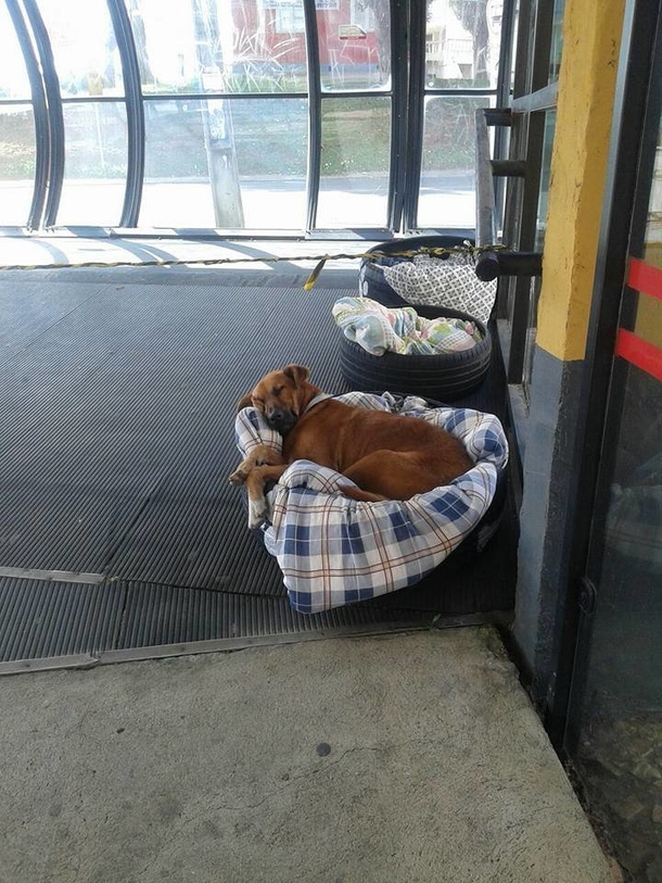 Bus station employees find homeless dogs freezing outside, give them shelter and beds at station - picture 2