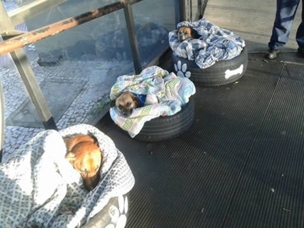 Bus station employees find homeless dogs freezing outside, give them shelter and beds at station - picture 3