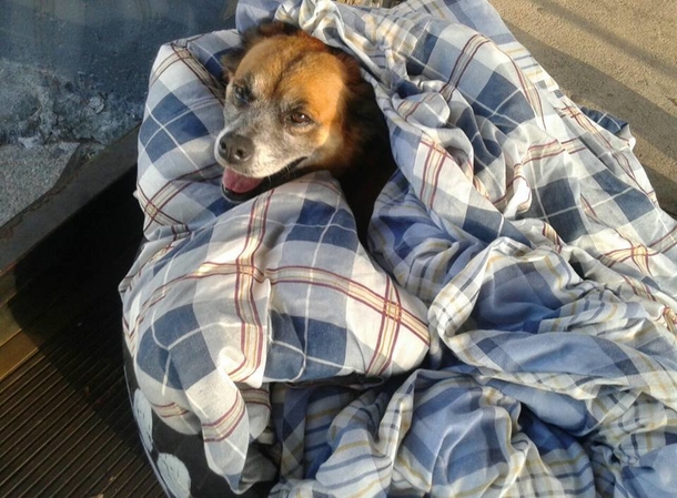 Bus station employees find homeless dogs freezing outside, give them shelter and beds at station - picture 4