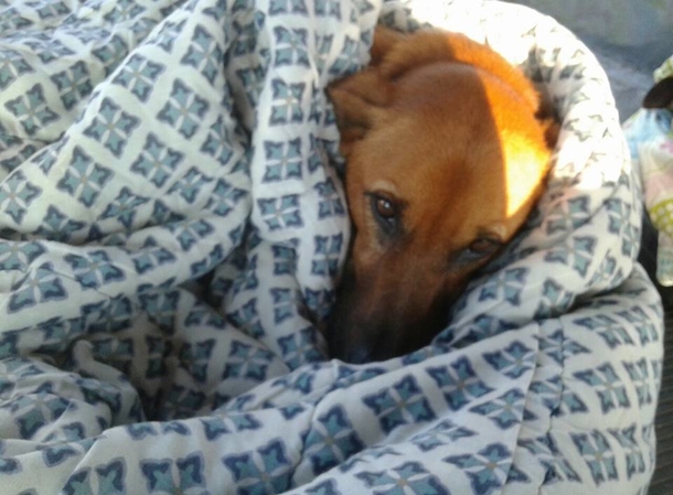 Bus station employees find homeless dogs freezing outside, give them shelter and beds at station - picture 5