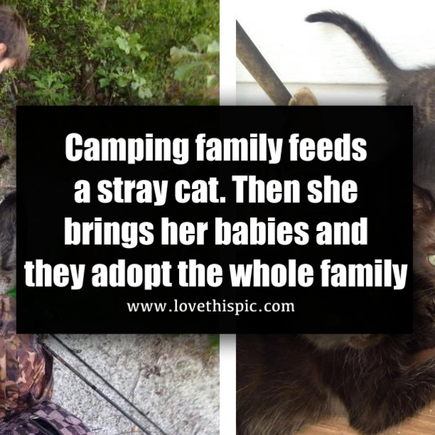 Camping family feeds a stray cat. Then she brings her babies and they adopt the whole family