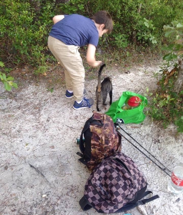 Camping family feeds a stray cat. Then she brings her babies and they adopt the whole family - picture 3