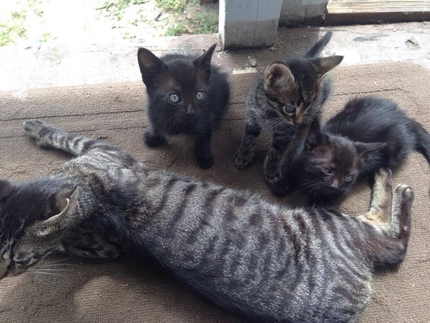 Camping family feeds a stray cat. Then she brings her babies and they adopt the whole family - picture 4