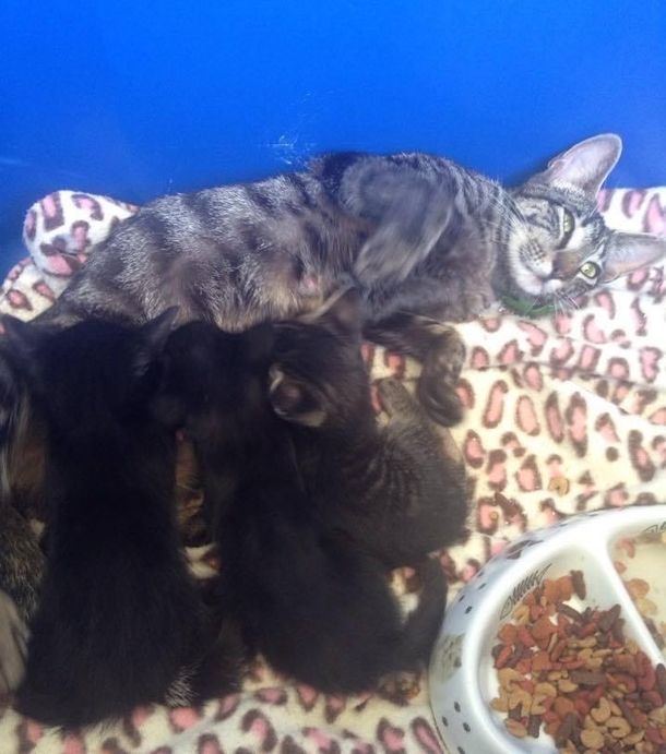 Camping family feeds a stray cat. Then she brings her babies and they adopt the whole family - picture 5