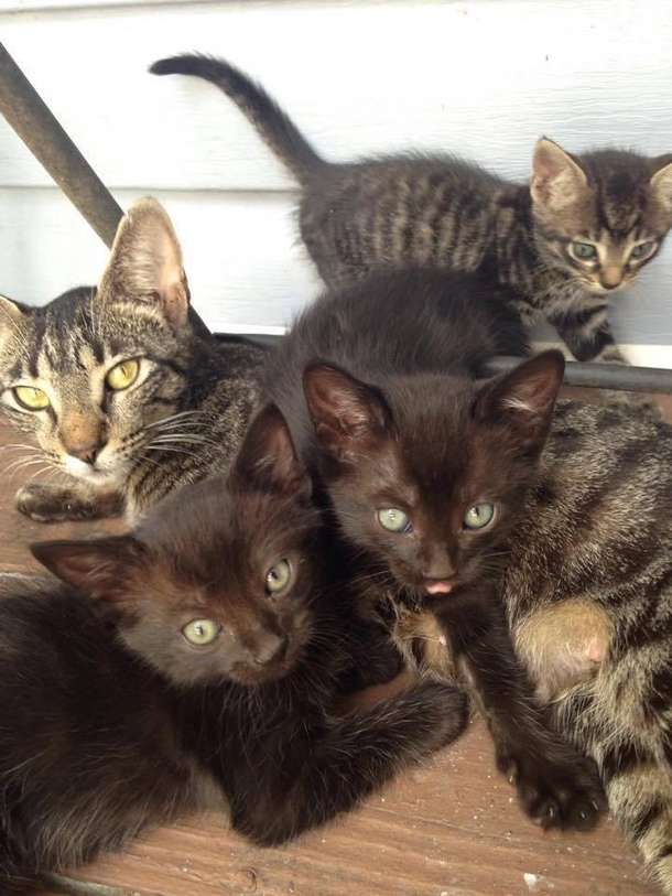 Camping family feeds a stray cat. Then she brings her babies and they adopt the whole family - picture 6