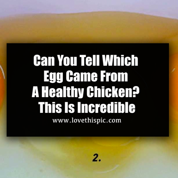 Can You Tell Which Egg Came From A Healthy Chicken? This Is Incredible