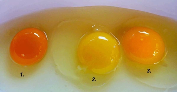 Can You Tell Which Egg Came From A Healthy Chicken? This Is Incredible - picture 2