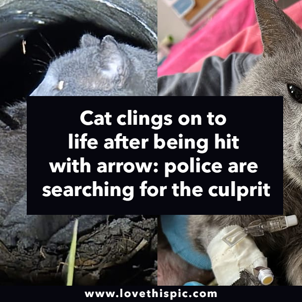 Cat clings on to life after being hit with arrow: police are searching for the culprit