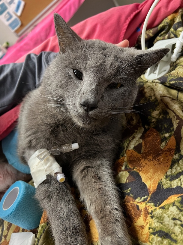 Cat clings on to life after being hit with arrow: police are searching for the culprit - picture 3