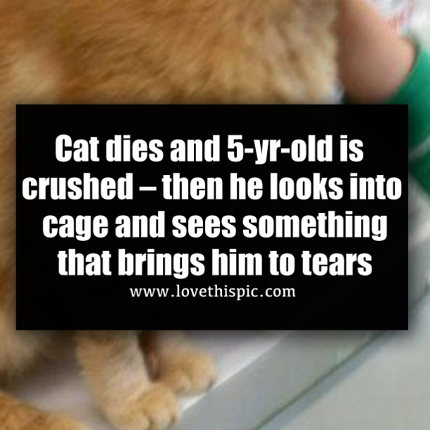 Cat dies and 5-yr-old is crushed – then he looks into cage and sees something that brings him to tears