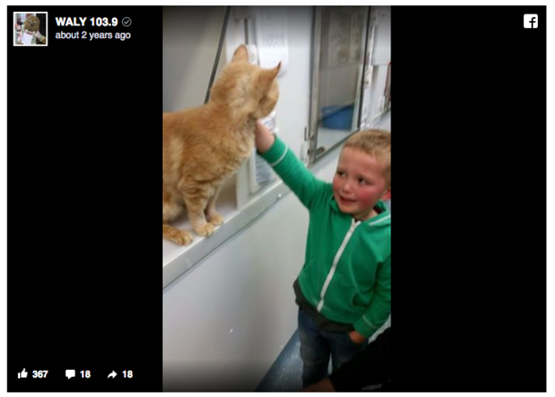 Cat dies and 5-yr-old is crushed – then he looks into cage and sees something that brings him to tears - picture 2