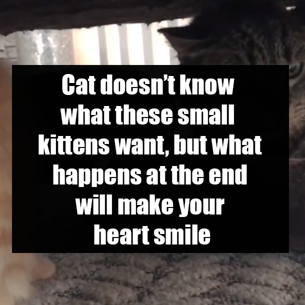Cat doesn’t know what these small kittens want, but what happens at the end will make your heart smile