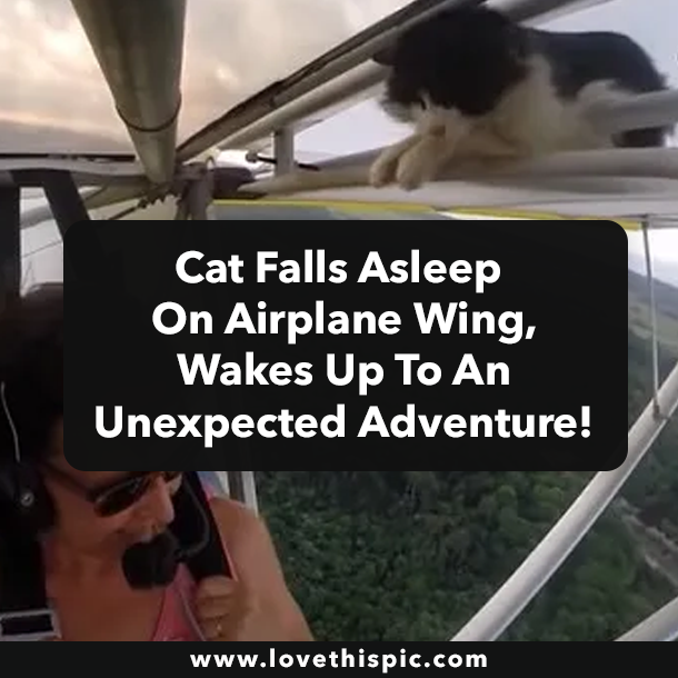 Cat Falls Asleep On Airplane Wing, Wakes Up To An Unexpected Adventure!
