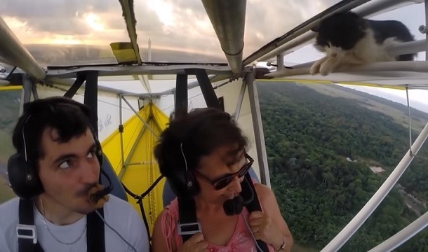 Cat Falls Asleep On Airplane Wing, Wakes Up To An Unexpected Adventure! - picture 2
