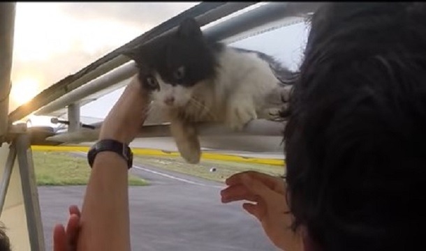 Cat Falls Asleep On Airplane Wing, Wakes Up To An Unexpected Adventure! - picture 3