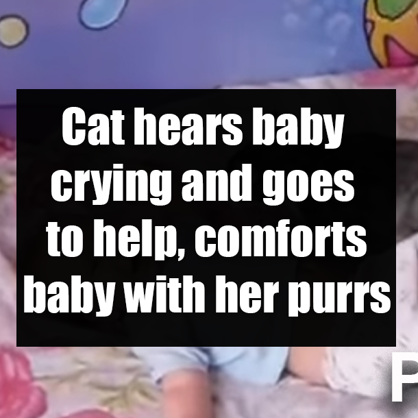 Cat hears baby crying and goes to help, comforts baby with her purrs