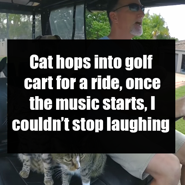 Cat hops into golf cart for a ride, once the music starts, I couldn’t stop laughing