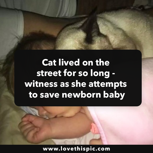 Cat lived on the street for so long - witness as she attempts to save newborn baby