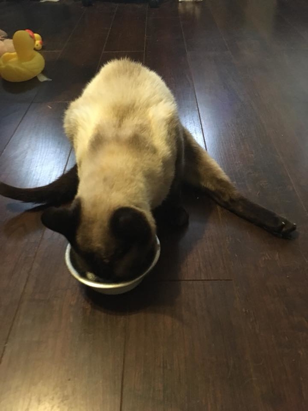 Cat lived on the street for so long - witness as she attempts to save newborn baby - picture 2