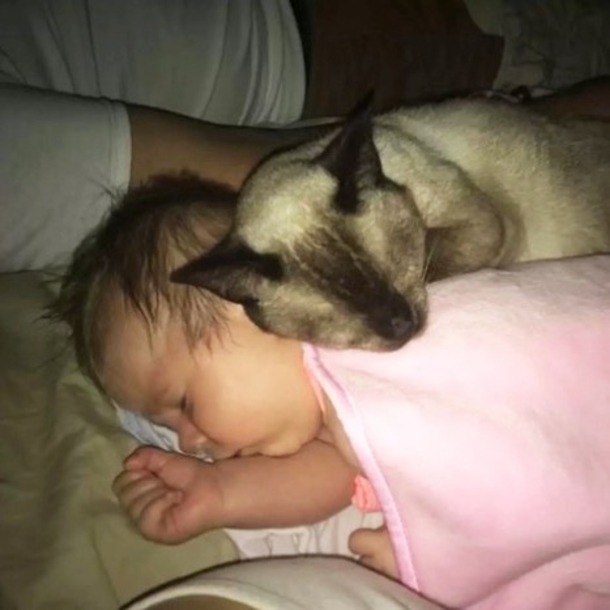 Cat lived on the street for so long - witness as she attempts to save newborn baby - picture 4