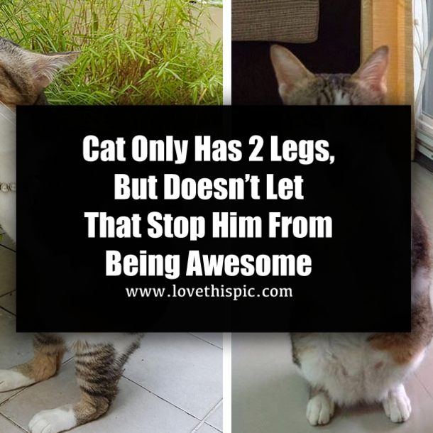 Cat Only Has 2 Legs, But Doesn’t Let That Stop Him From Being Awesome