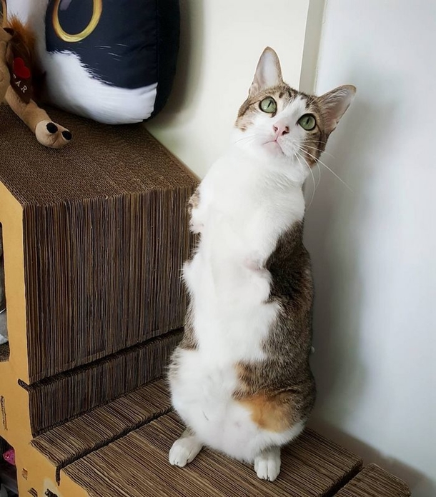 Cat Only Has 2 Legs, But Doesn’t Let That Stop Him From Being Awesome - picture 2