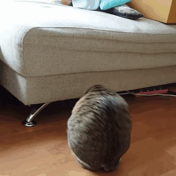 Cat Only Has 2 Legs, But Doesn’t Let That Stop Him From Being Awesome - picture 3
