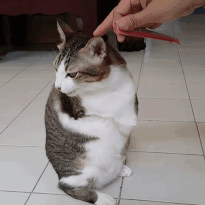 Cat Only Has 2 Legs, But Doesn’t Let That Stop Him From Being Awesome - picture 4