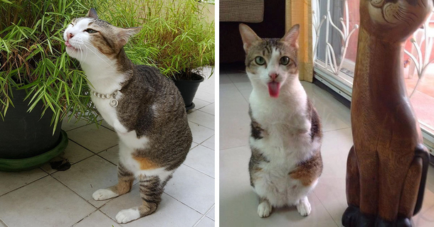 Cat Only Has 2 Legs, But Doesn’t Let That Stop Him From Being Awesome - picture 6