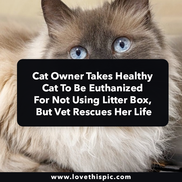 Cat Owner Takes Healthy Cat To Be Euthanized For Not Using Litter Box, But Vet Rescues Her Life